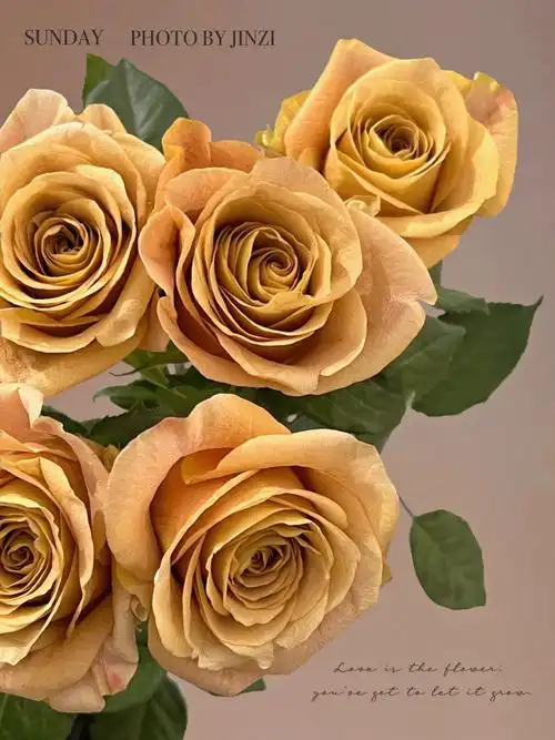 厄瓜多尔玫瑰symbol高级复古秋天的颜色