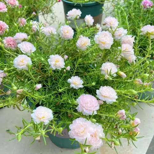 重瓣太阳花群开