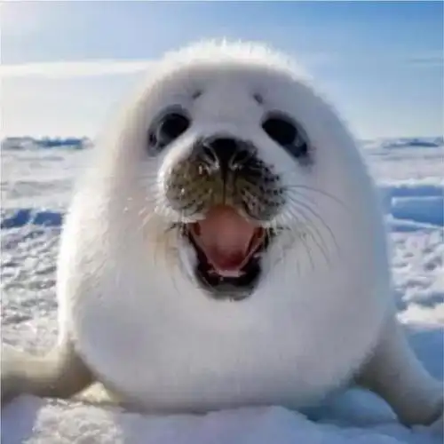 头像包里的动物们沙雕搞笑可爱超萌的都来凑热闹