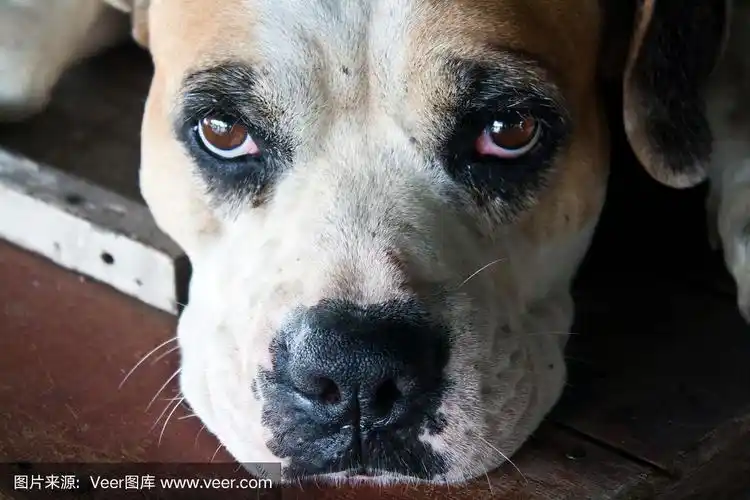 眼神悲伤的狗