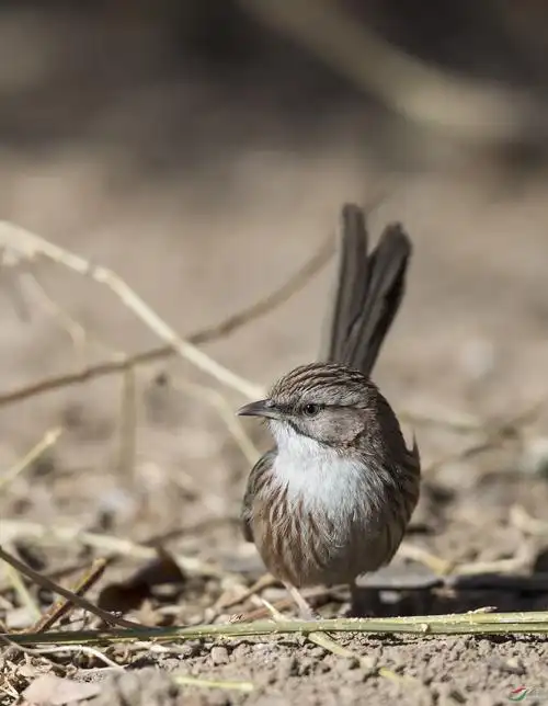 山噪鹛 - 观鸟之旅鸟网