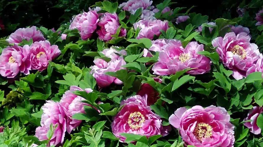 4月15日,洛阳隋唐遗址植物园的牡丹花.