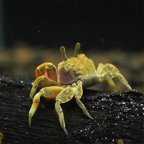 迷你辣椒蟹草缸观赏水族宠物螃蟹小螃蟹不吃鱼虾蟹