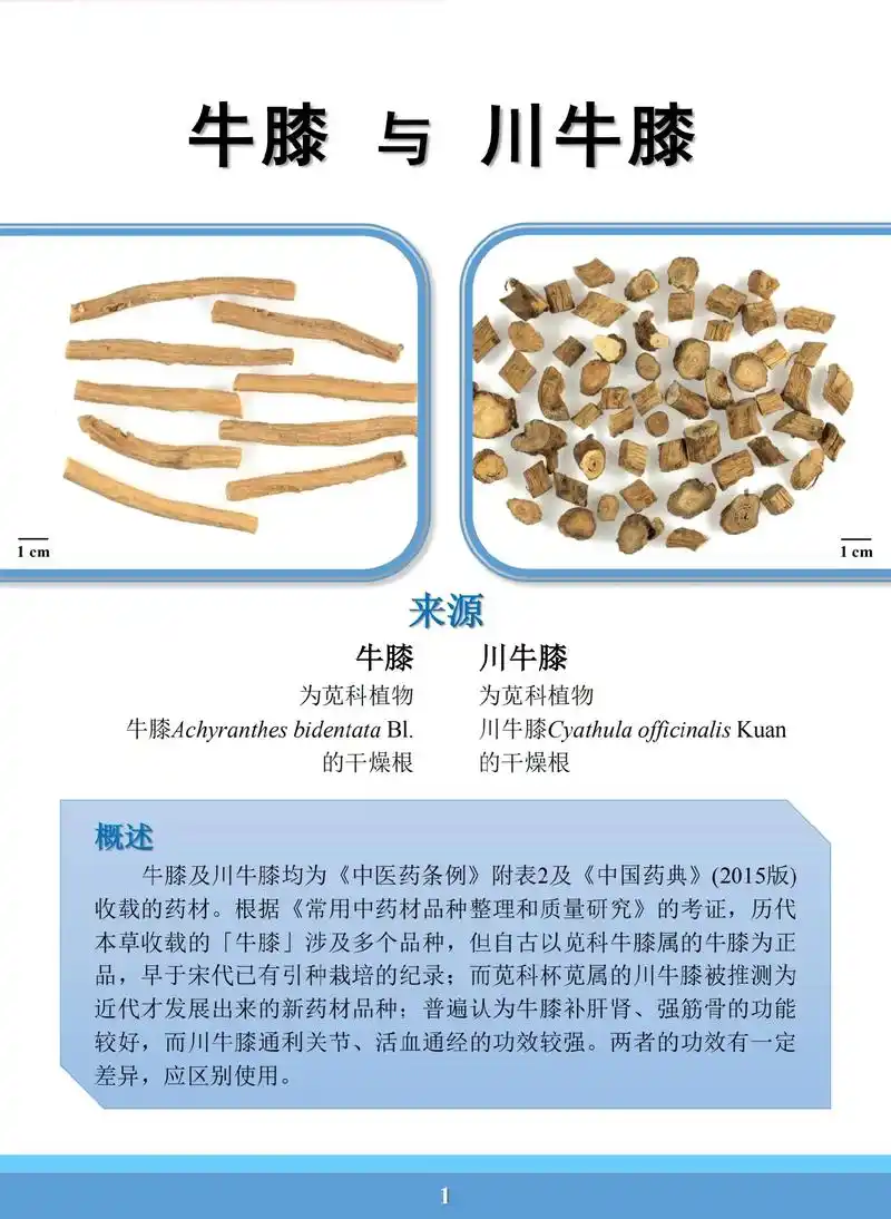 易混淆药材外观与显微鉴定——#牛膝 与 #川牛膝 #抖音图文 - 抖音