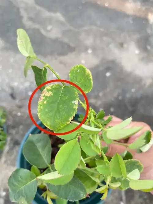 月季叶子这是怎么了?