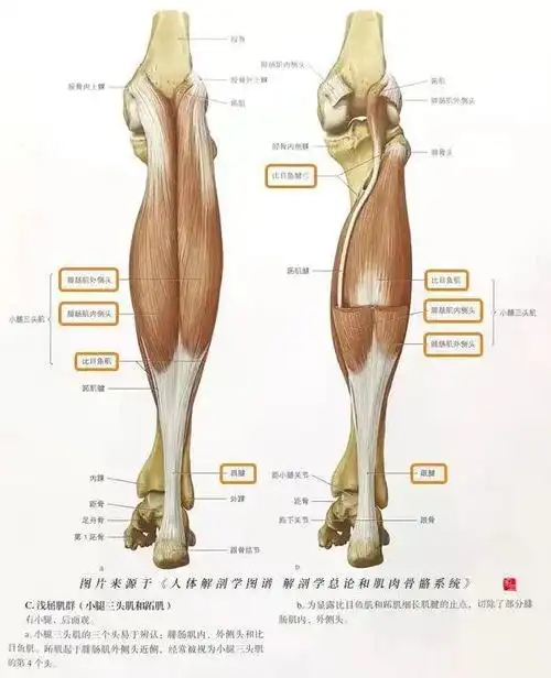 这是真人的腿?|肌肉|肌群|脚掌|贝儿|华语歌手|华语音乐_网易订阅