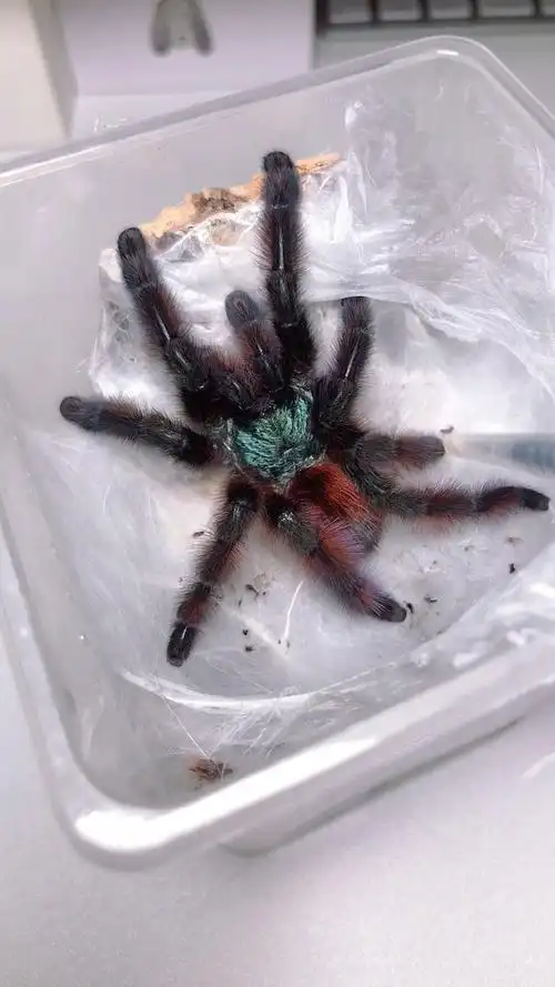 好久不见[爱心]#油彩粉红趾##捕鸟蛛#_哔哩哔哩_bilibili