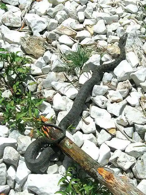 "golem grad"在马其顿语里意思是"大城市",该岛也被称为"蛇岛",它