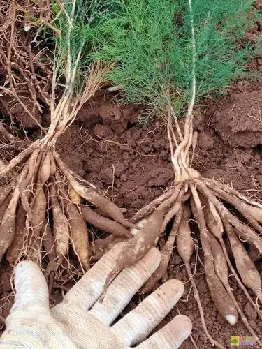 天冬有哪些功效与作用?