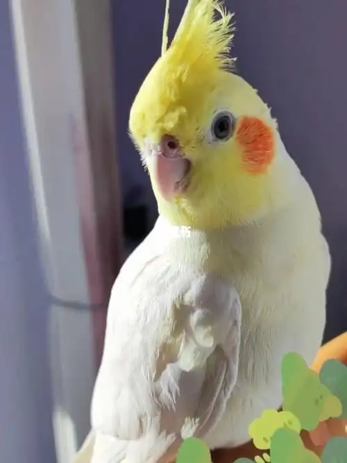 玄凤红脸百趴超高玄凤鹦鹉手养亲人