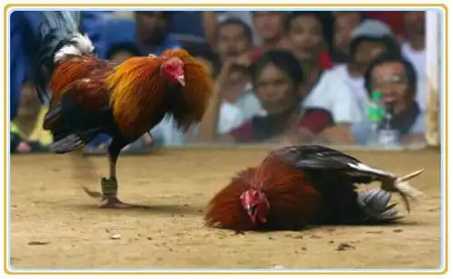 菲律宾斗鸡