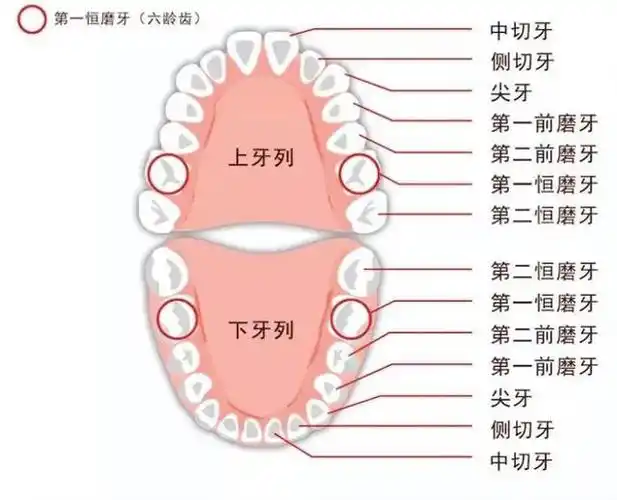 多数孩子在6岁左右,会直接长出第一恒磨牙,大家更为熟悉的名称是"六龄