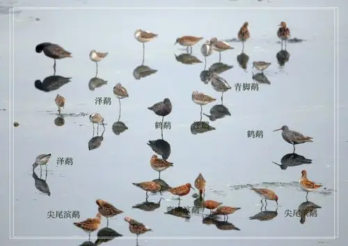 淡水水鸟实践教科书