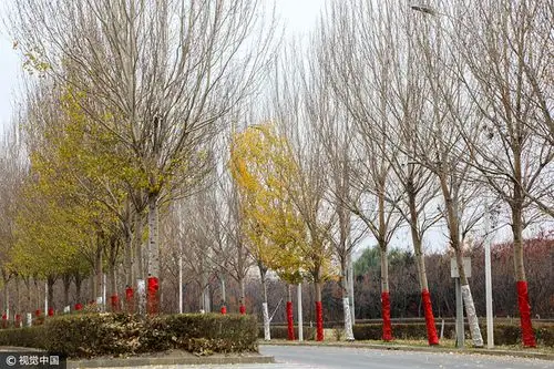 沈阳街头行道树被裹上红色防护层 用红火和暖意迎接冬天