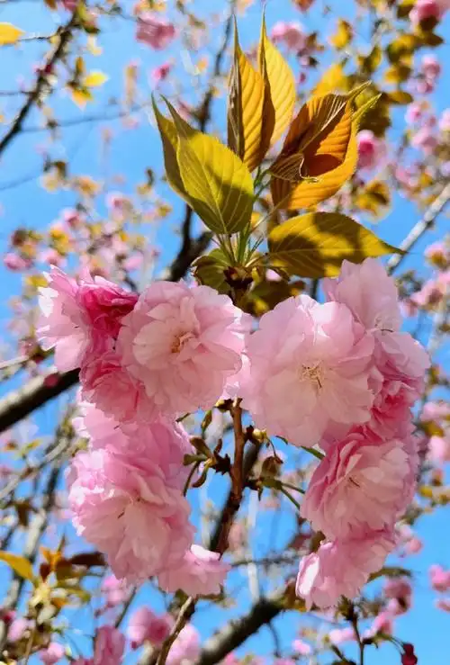 春天的浪漫樱花占一半#    雨后的成都必96蓝天7815  甚至有点