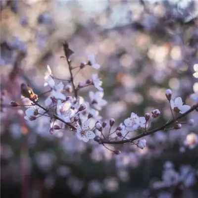 樱花唯美头像树梢上的樱花图片