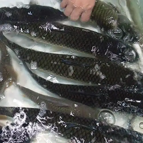 【远山牧野】供应大量草鱼 优质批发 新鲜水产 四川 特价优.