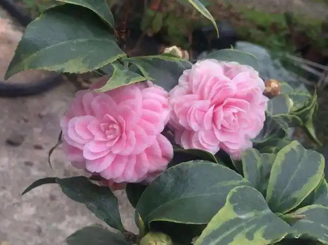 金边十八学士茶花盆栽名贵带花苞稀有粉白色永福建正品18树苗龙岩