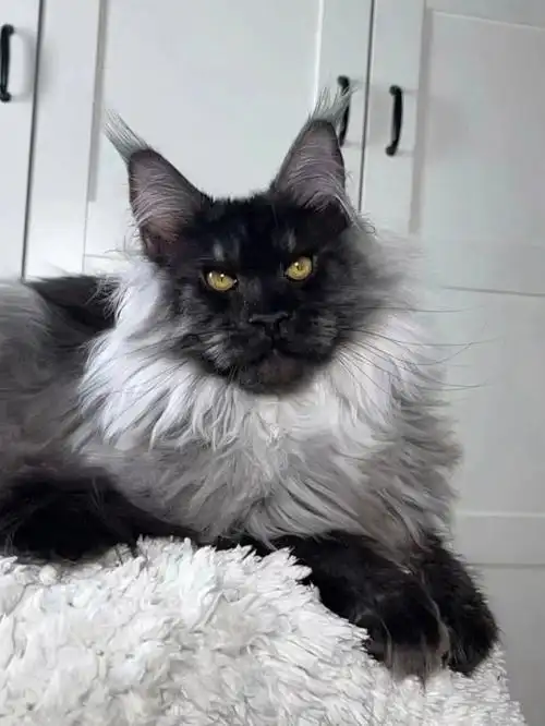 男孩6个月#缅因猫  #缅因  #缅因库恩猫  #烟灰缅因猫