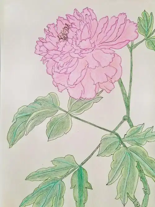 彩铅牡丹