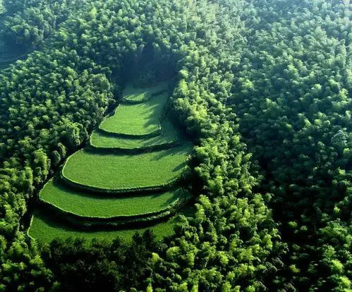 世上最美竹林,蜀南竹海