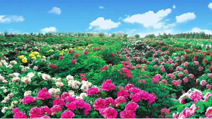 华粮——牡丹花海一日游