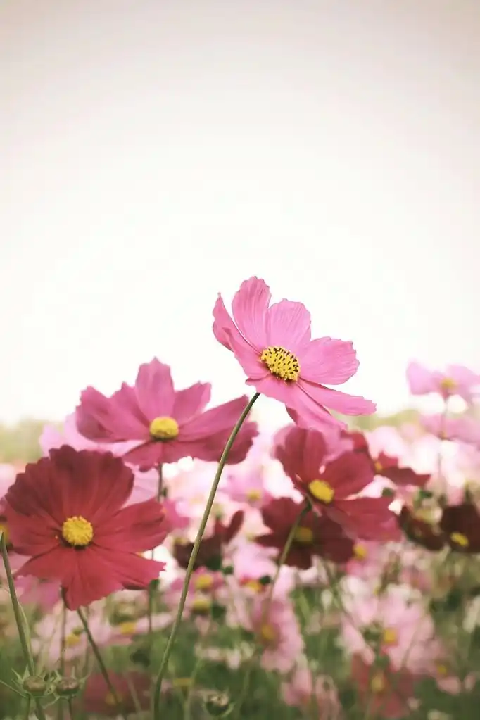 粉色波斯菊花卉,领域的粉红色波斯菊