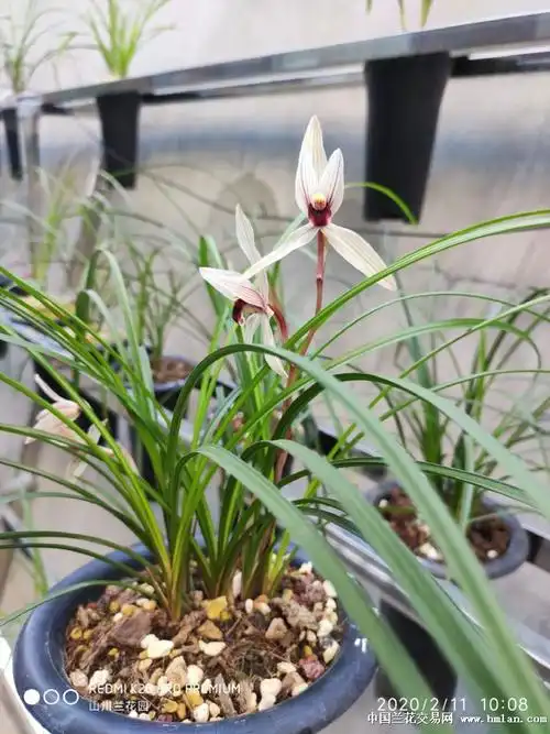 经典老种二红素!-莲瓣篇-中国兰花交易网社区