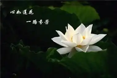 人生如茶尘缘如梦心生莲花芬芳自来