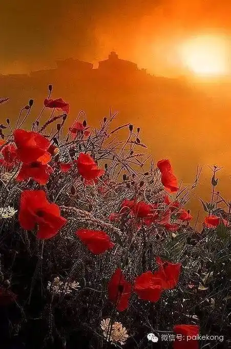 人生最美不过夕阳红美到骨子里