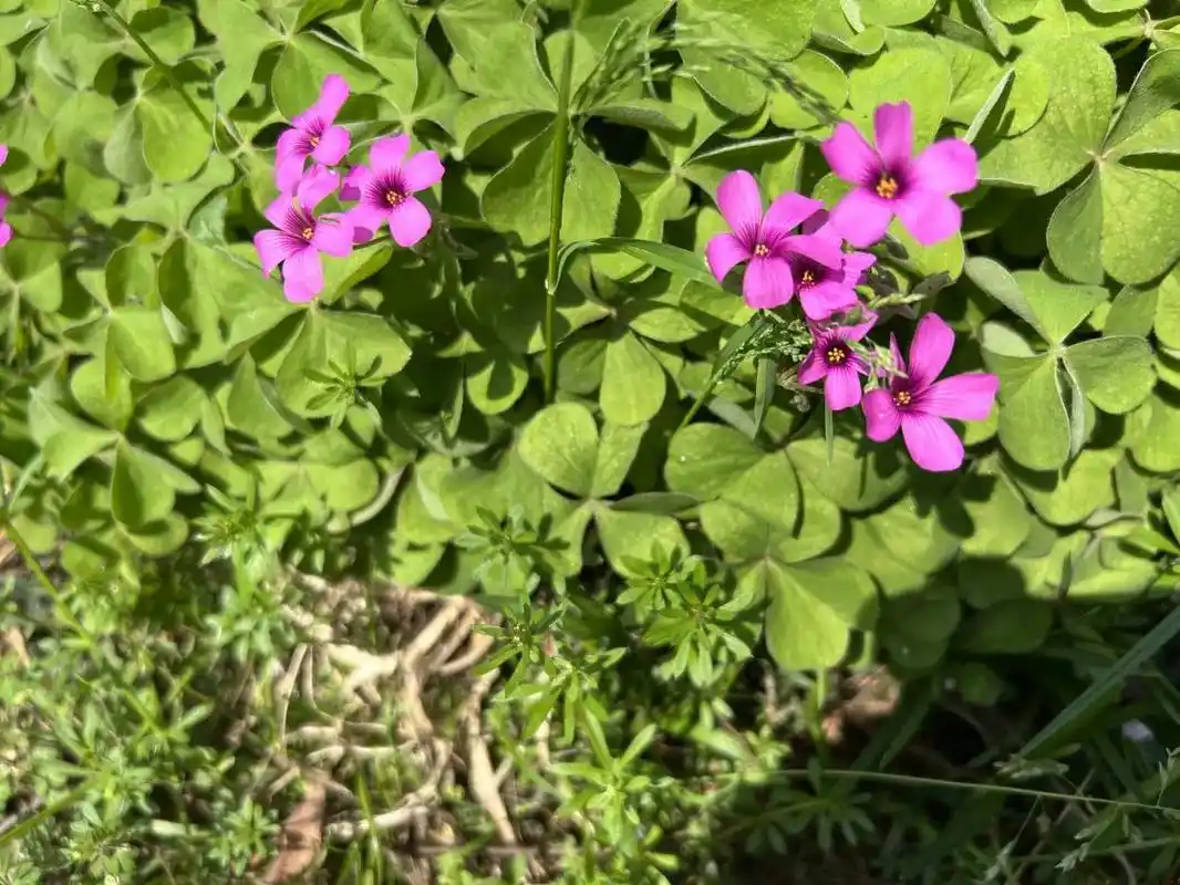 红花酢浆草,酢浆草科酢浆草属的多年生草本植物,叶基生,小叶3 - 抖音