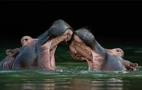 抽烟袋的小青蛙