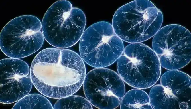 夜光藻的危害及处理 - 鸭寮街