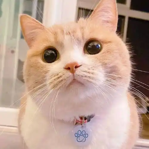 微信号:mmasmxr猫咪爱上喵星人返回搜狐,查看更多