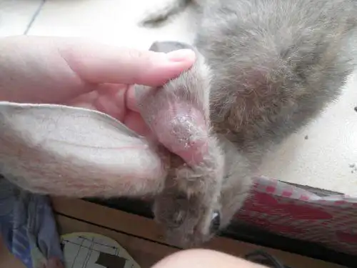 兔子掉毛,长皮屑