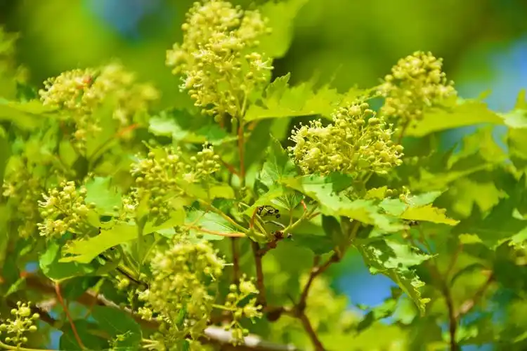 三角槭树花,原创拍摄__财经头条