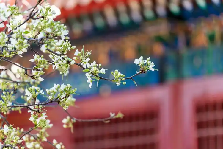 繁花似锦故宫的春天快溢出来了