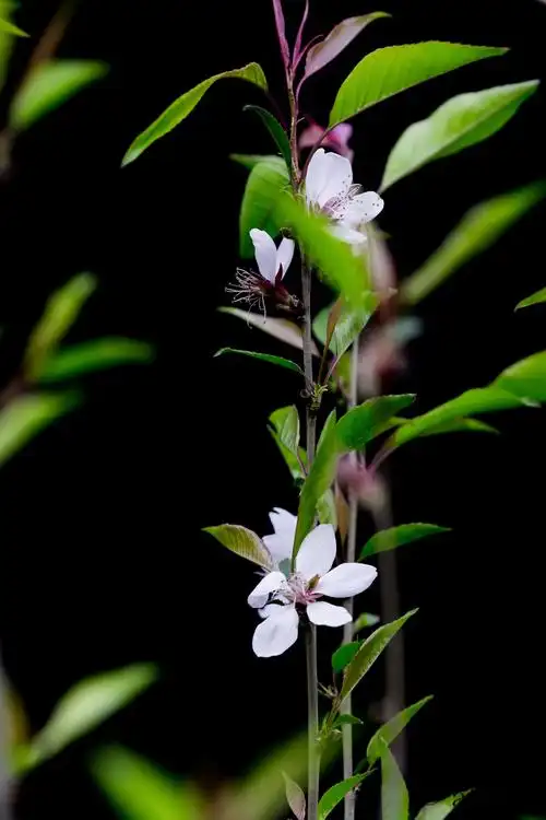 春天里的一枝花