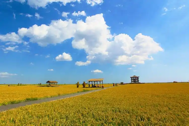 盘锦红海滩稻田3
