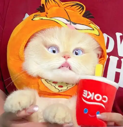 动物头像##猫咪##头像动物头像萌宠头像