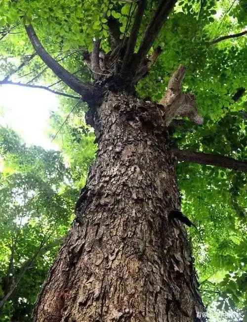 木材名称:交趾黄檀(老挝红酸枝)