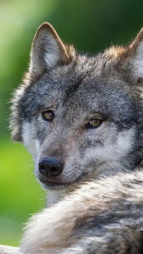 狼回头看,休息 iphone 壁纸