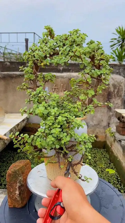 金枝玉叶的修剪