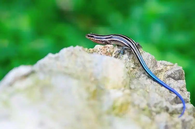 动物科普蜥蜴亚目––石龙子