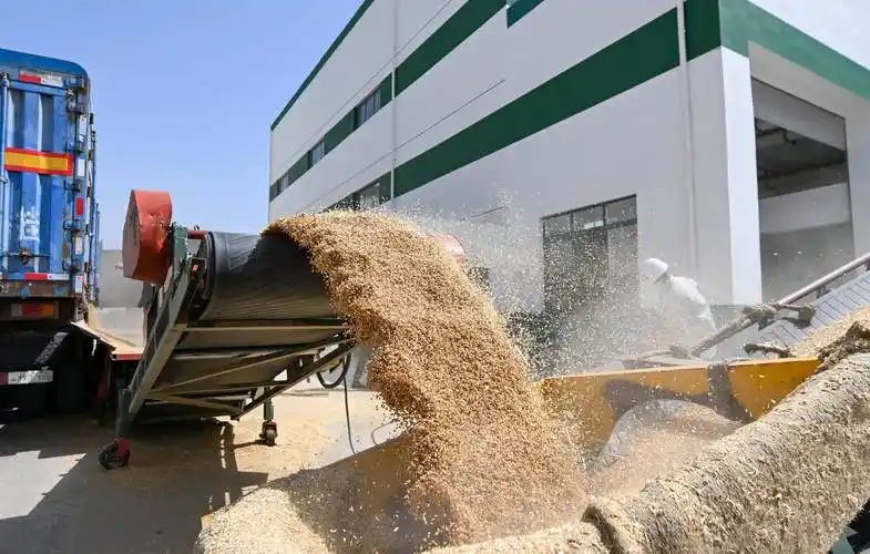 天津:现代化粮仓启用 服务夏粮收储