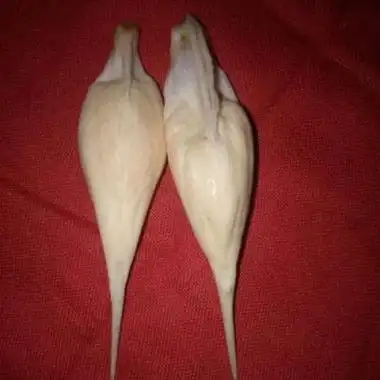 但只有鲨鱼,鲸鱼等大型海洋生物体内才能出现,所以数量较少,价值较高