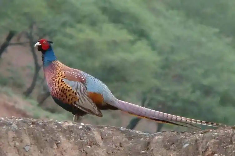 东北野鸡泛滥成灾,野鸡多到撞墙无人吃,为何连吃货都无能为力?