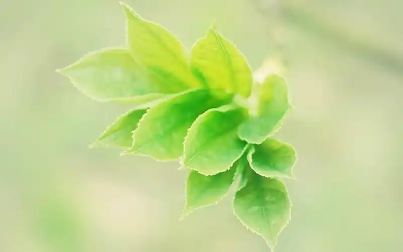 清新绿色护眼高清原图下载,清新绿色护眼_其他电脑壁纸-壁纸族