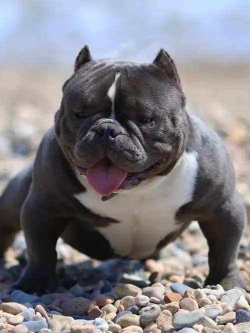 生活条件|美国恶霸犬适合居住在楼房里,但是必须拥有