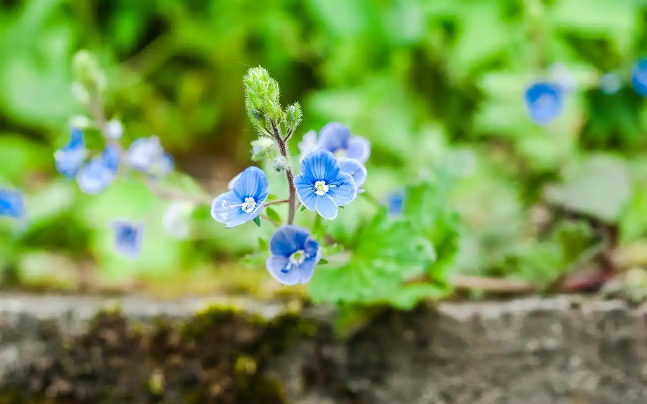 唯美花卉绿色风景